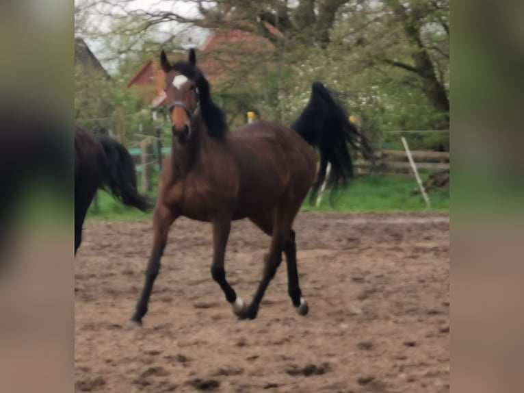 Kleines Deutsches Reitpferd Hengst 1 Jahr 134 cm Brauner in Rodewald