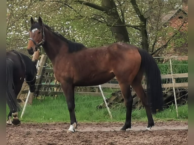 Kleines Deutsches Reitpferd Hengst 1 Jahr 134 cm Brauner in Rodewald