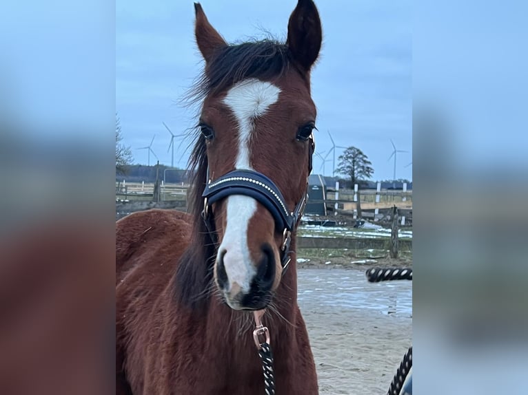 Kleines Deutsches Reitpferd Hengst 1 Jahr 134 cm Brauner in Rodewald