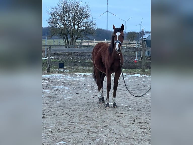 Kleines Deutsches Reitpferd Hengst 1 Jahr 134 cm Brauner in Rodewald