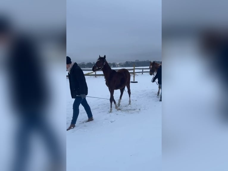 Kleines Deutsches Reitpferd Hengst 1 Jahr 140 cm Brauner in Rodewald