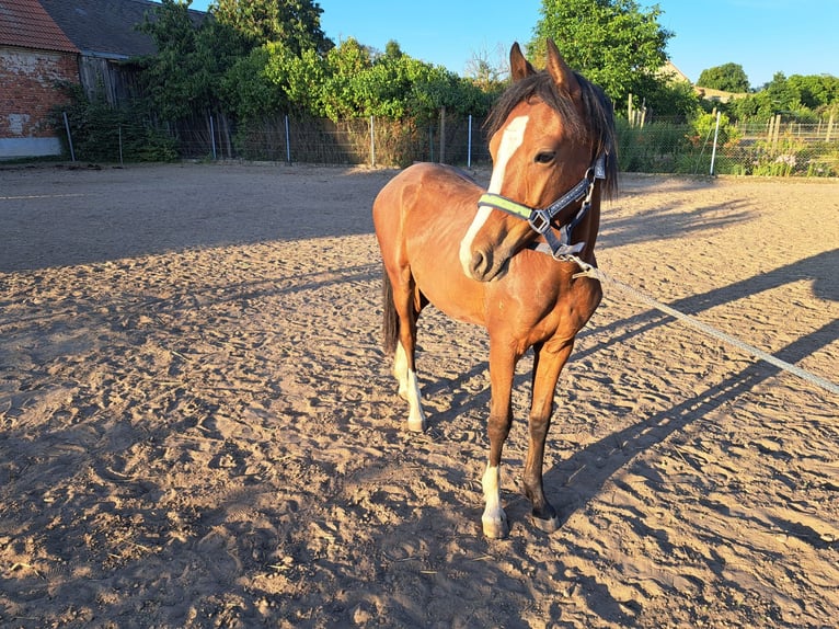 Kleines Deutsches Reitpferd Hengst 1 Jahr 155 cm Brauner in J&#xFC;trichau