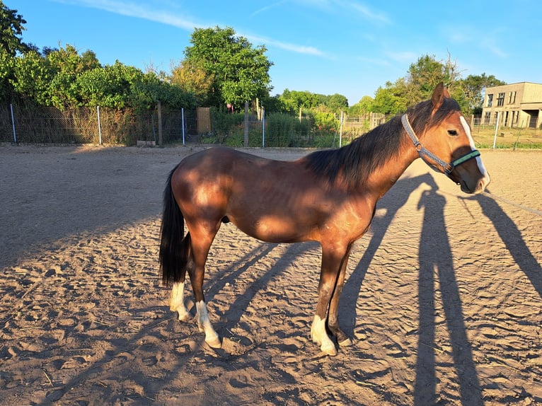 Kleines Deutsches Reitpferd Hengst 1 Jahr 155 cm Brauner in J&#xFC;trichau
