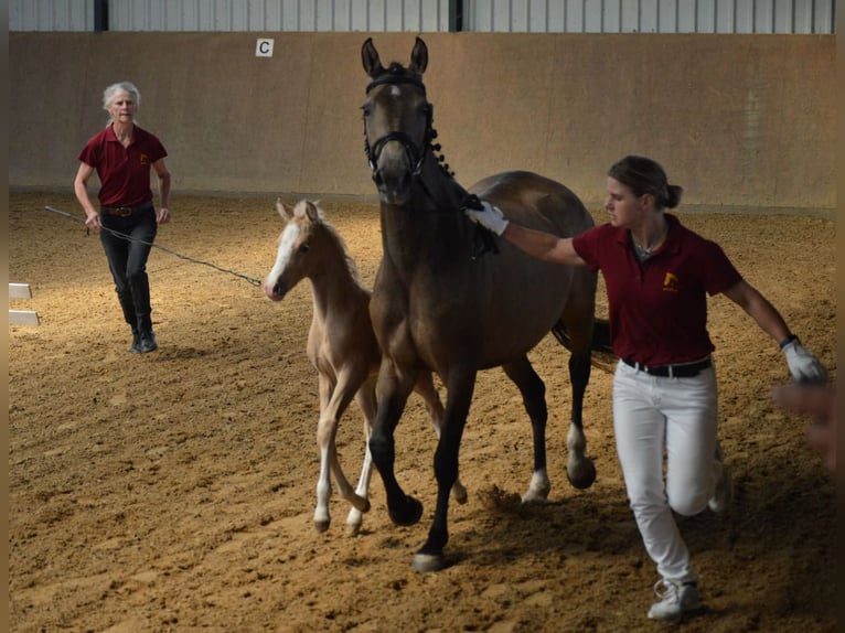 Kleines Deutsches Reitpferd Hengst 1 Jahr Palomino in Wittstock/Dosse OT Feyenstein