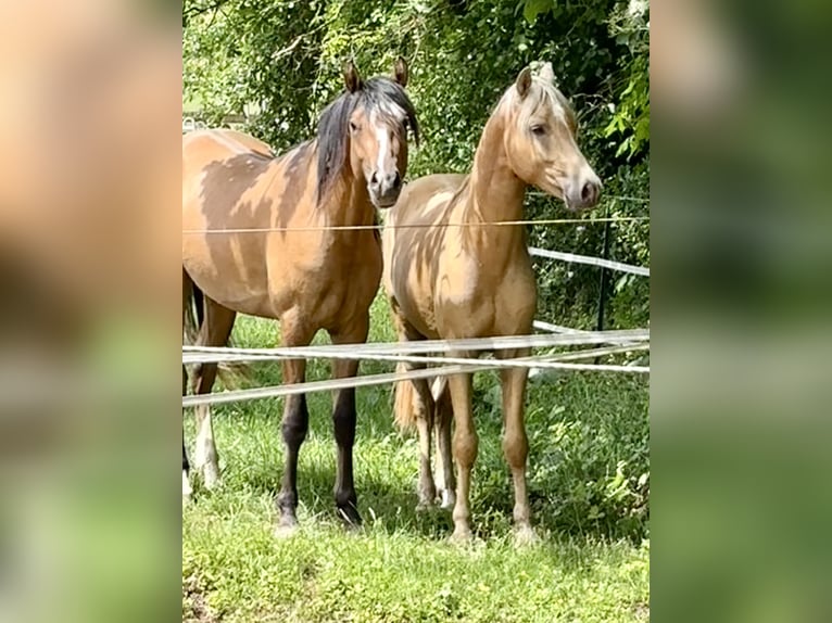 Kleines Deutsches Reitpferd Hengst 2 Jahre 143 cm Palomino in Hohenroth