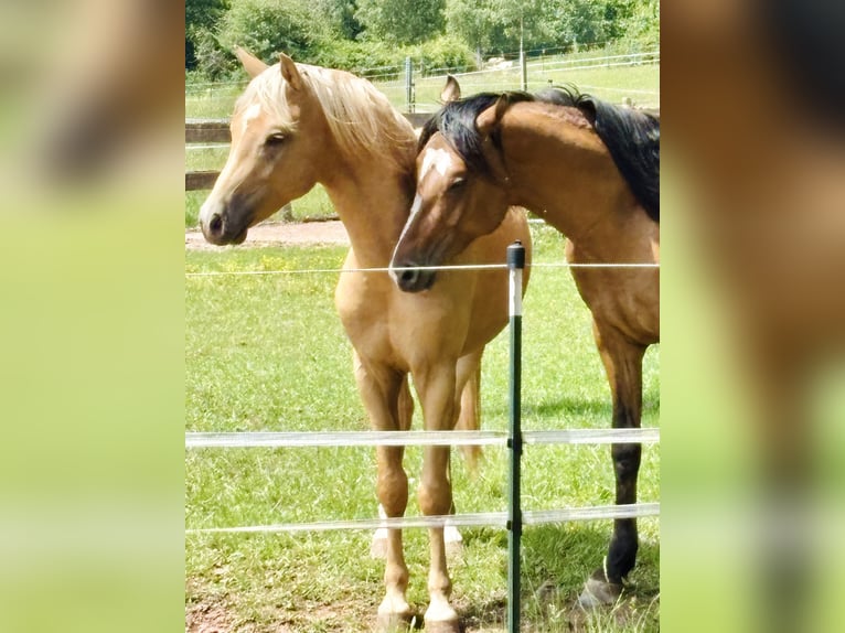 Kleines Deutsches Reitpferd Hengst 2 Jahre 143 cm Palomino in Hohenroth