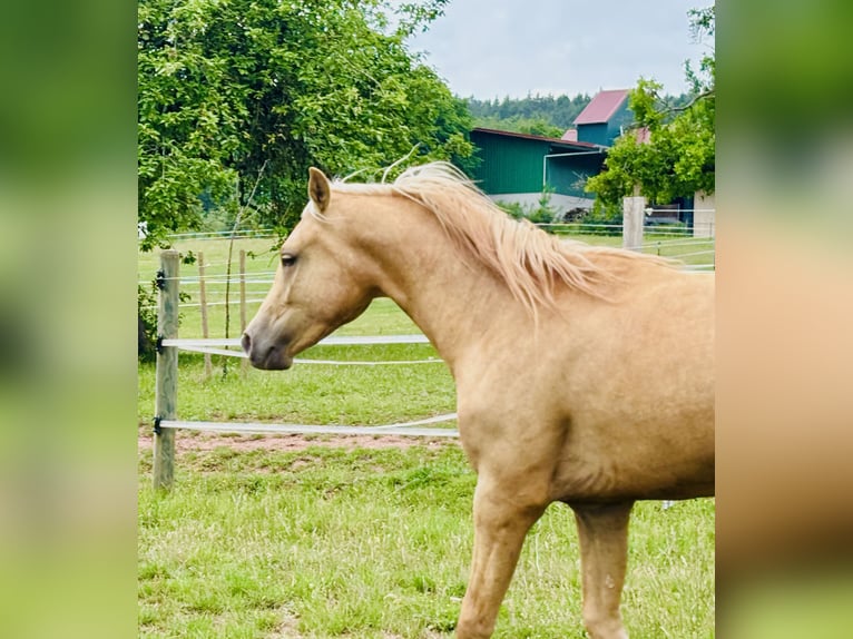 Kleines Deutsches Reitpferd Hengst 2 Jahre 143 cm Palomino in Hohenroth