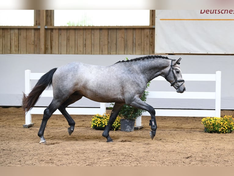 Kleines Deutsches Reitpferd Hengst 2 Jahre 157 cm Schimmel in Gomadingen