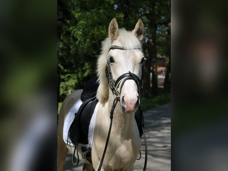 Kleines Deutsches Reitpferd Hengst 3 Jahre 136 cm Palomino in Fürstenau