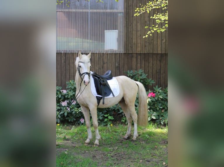 Kleines Deutsches Reitpferd Hengst 3 Jahre 136 cm Palomino in Fürstenau