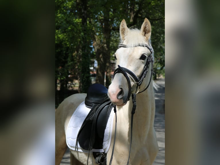 Kleines Deutsches Reitpferd Hengst 3 Jahre 136 cm Palomino in Fürstenau
