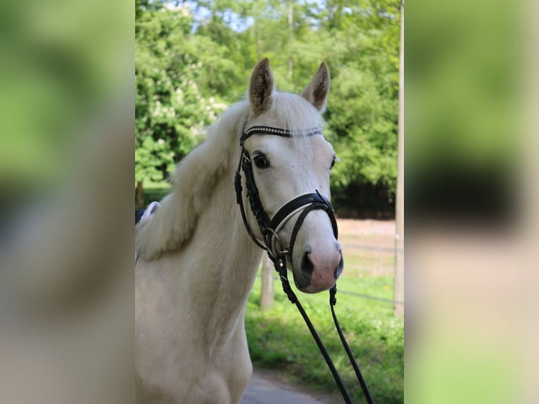 Kleines Deutsches Reitpferd Hengst 3 Jahre 136 cm Palomino in Fürstenau