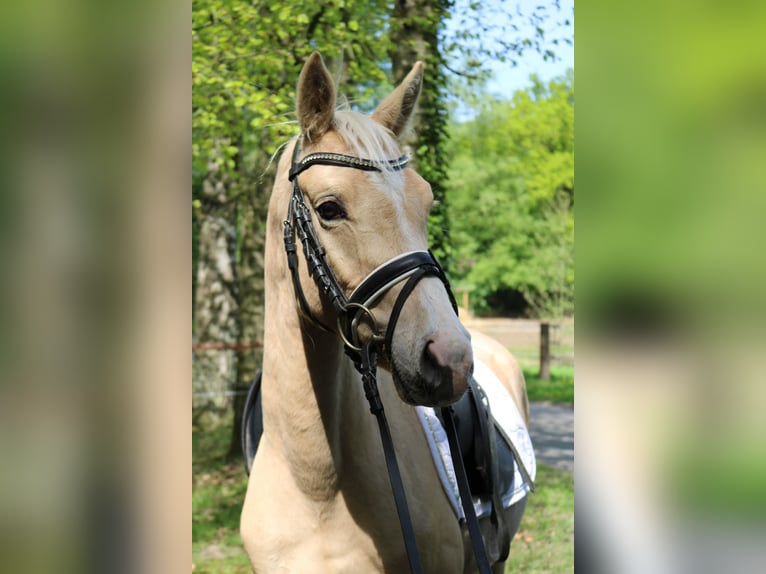 Kleines Deutsches Reitpferd Hengst 3 Jahre 146 cm Palomino in Fürstenau