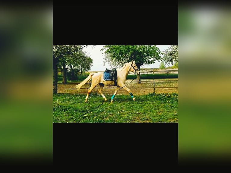 Kleines Deutsches Reitpferd Hengst 4 Jahre 162 cm Palomino in Adelshofen