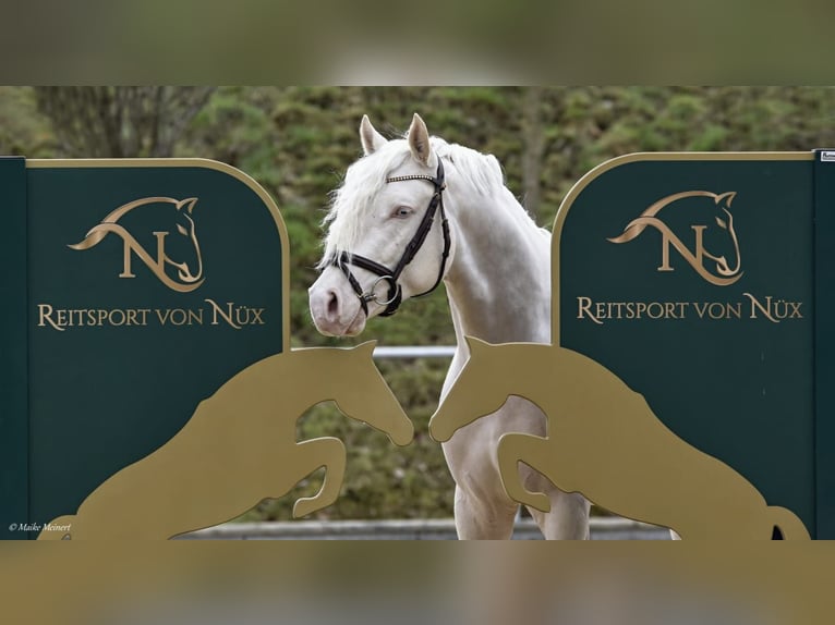 Kleines Deutsches Reitpferd Hengst Cremello in Bad Sachsa