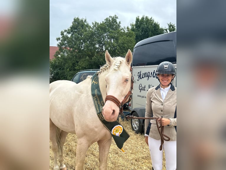 Kleines Deutsches Reitpferd Hengst Cremello in Bad Sachsa