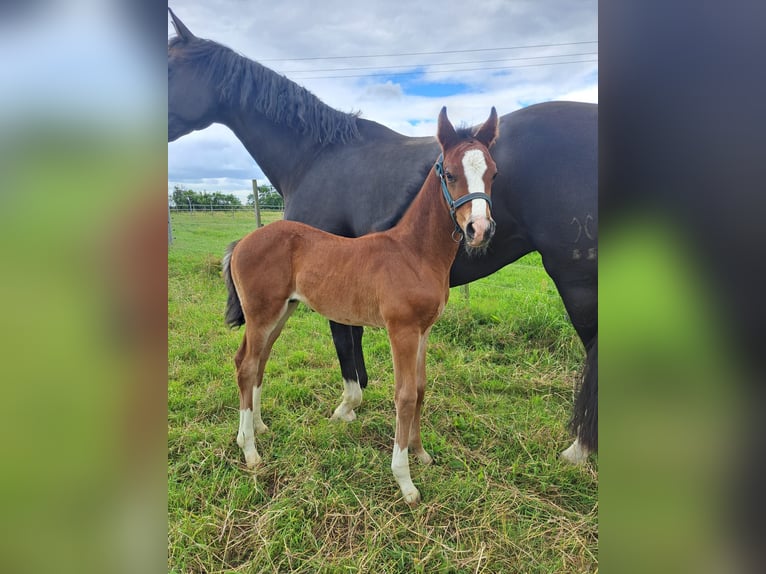Wiederverwendbare Cowboy & Cowgirl Schablone - Western Design Für Bastelprojekte