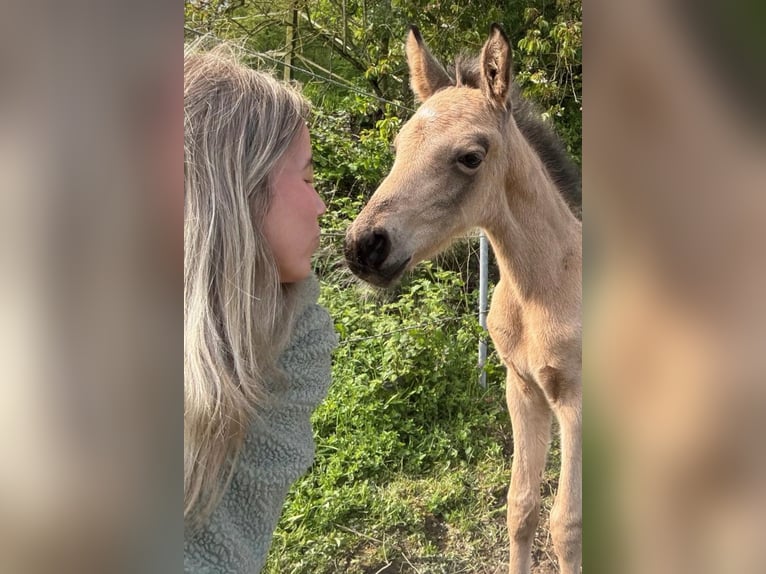 Kleines Deutsches Reitpferd Hengst Fohlen (04/2026) 155 cm Buckskin in Nievern
