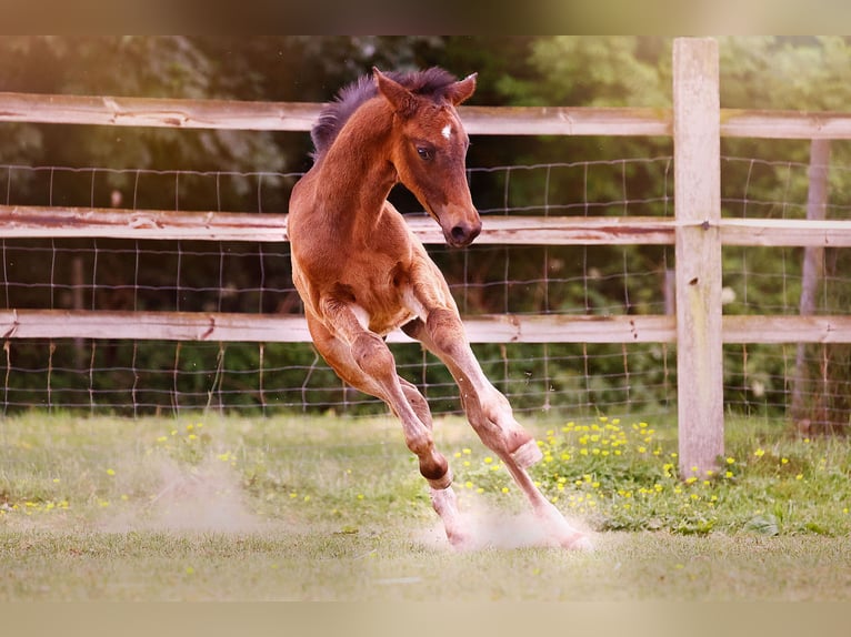 Kleines Deutsches Reitpferd Hengst  159 cm Schwarzbrauner in Grevenbroich