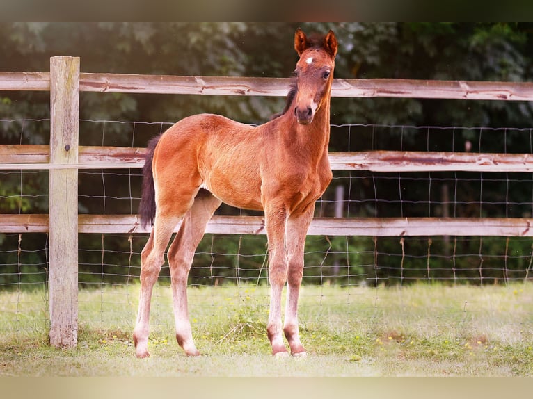 Kleines Deutsches Reitpferd Hengst  159 cm Schwarzbrauner in Grevenbroich