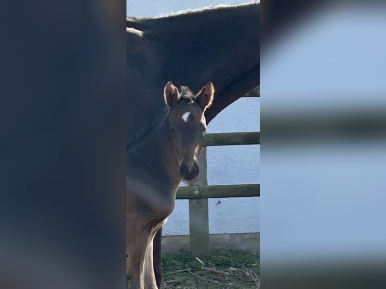 Kleines Deutsches Reitpferd Hengst  159 cm Schwarzbrauner in Grevenbroich