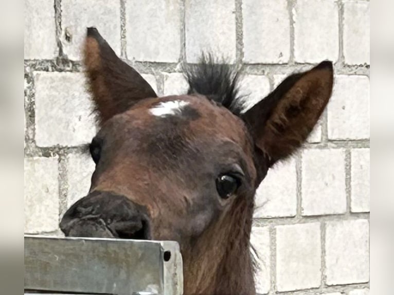 Kleines Deutsches Reitpferd Hengst  159 cm Schwarzbrauner in Grevenbroich