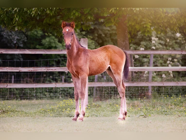Kleines Deutsches Reitpferd Hengst  159 cm Schwarzbrauner in Grevenbroich