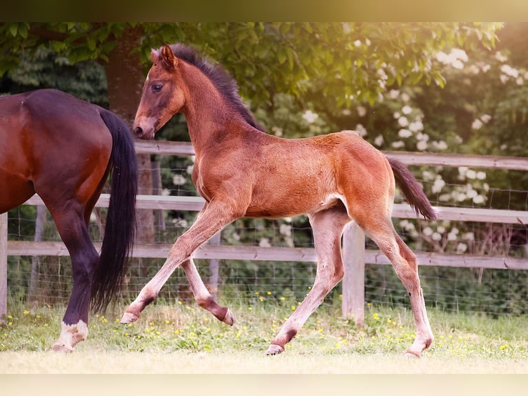Kleines Deutsches Reitpferd Hengst  159 cm Schwarzbrauner in Grevenbroich