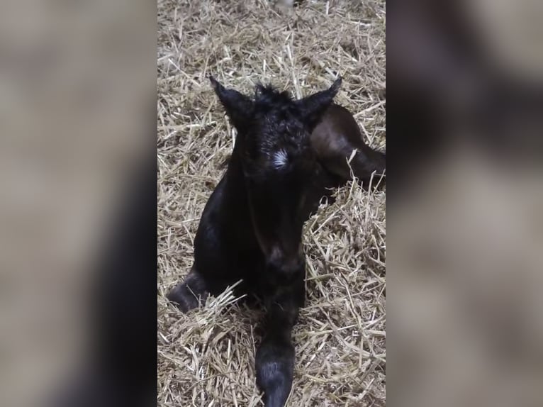 Kleines Deutsches Reitpferd Hengst  159 cm Schwarzbrauner in Grevenbroich