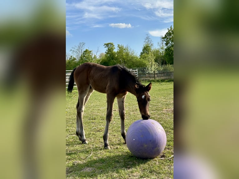 Kleines Deutsches Reitpferd Hengst  159 cm Schwarzbrauner in Grevenbroich