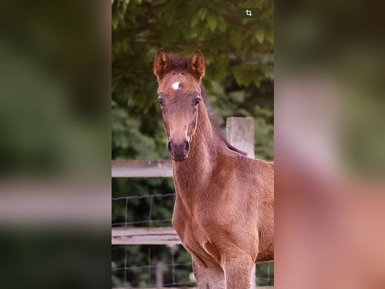 Kleines Deutsches Reitpferd Hengst  159 cm Schwarzbrauner in Grevenbroich