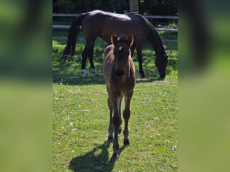 Kleines Deutsches Reitpferd Hengst  159 cm Schwarzbrauner in Grevenbroich
