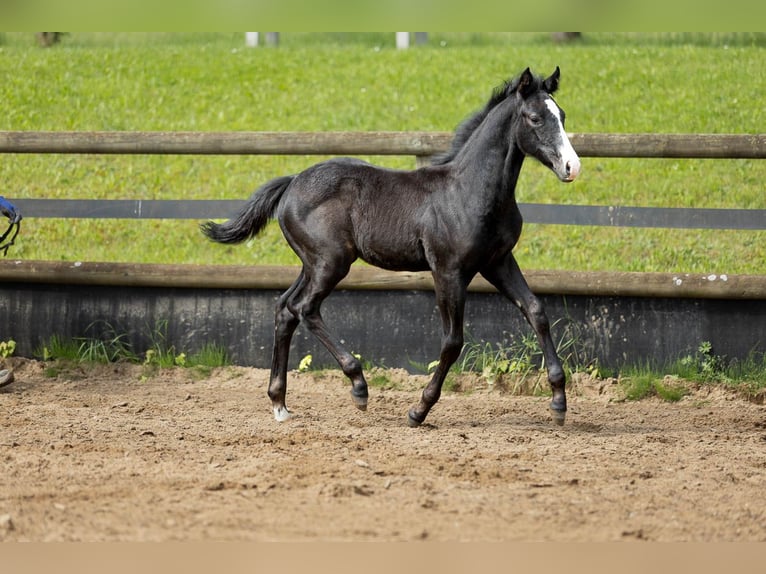 Kleines Deutsches Reitpferd Mix Hengst Fohlen (03/2024) 160 cm Blauschimmel in Marxheim