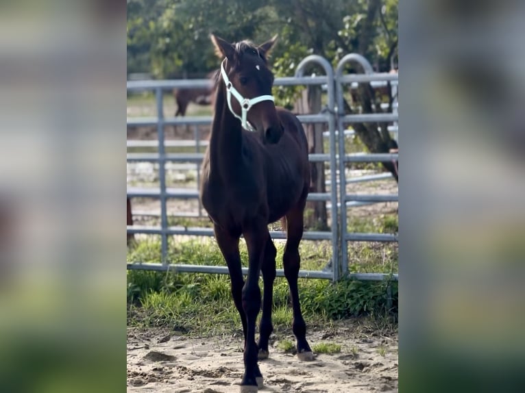 Kleines Deutsches Reitpferd Hengst Fohlen (03/2025) 165 cm Schwarzbrauner in Grevenbroich