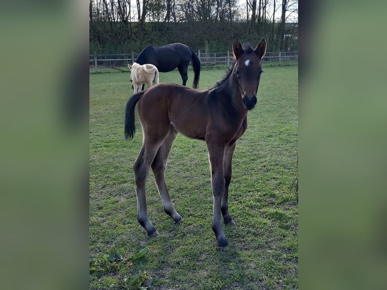 Kleines Deutsches Reitpferd Hengst Fohlen (03/2025) 165 cm Schwarzbrauner in Grevenbroich