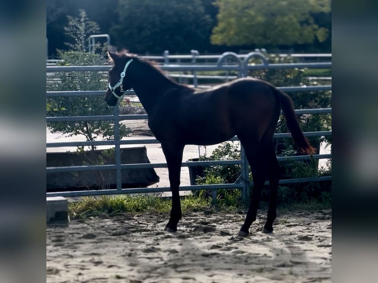 Kleines Deutsches Reitpferd Hengst Fohlen (03/2025) 165 cm Schwarzbrauner in Grevenbroich