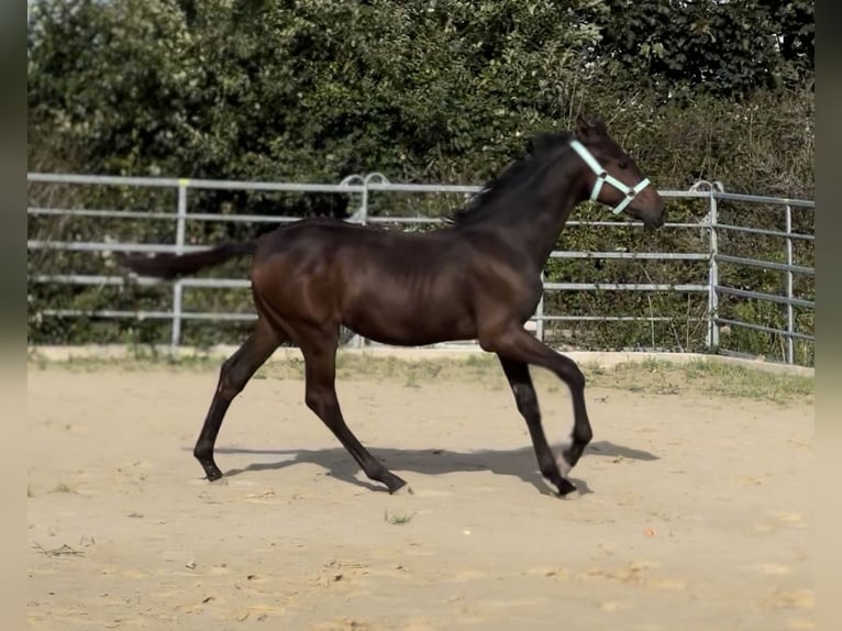 Kleines Deutsches Reitpferd Hengst Fohlen (03/2025) 165 cm Schwarzbrauner in Grevenbroich