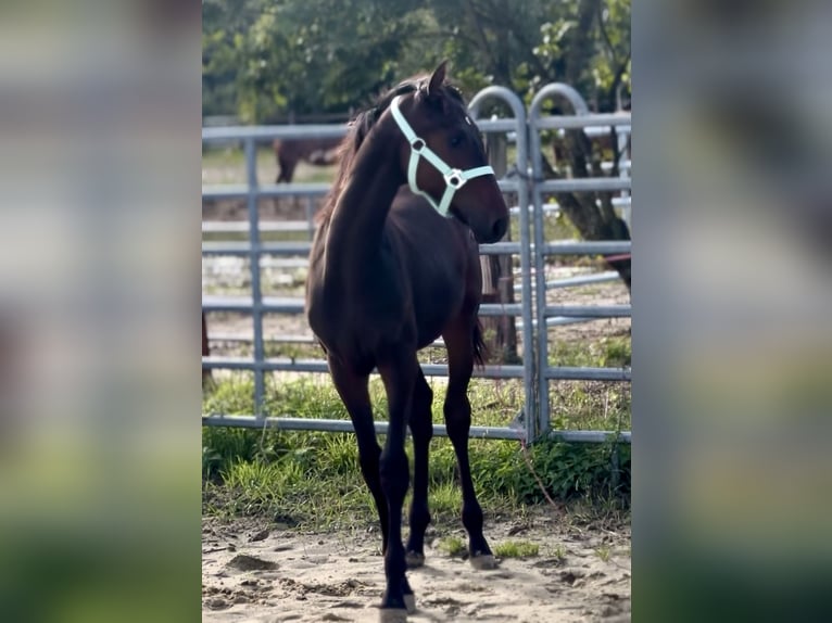 Kleines Deutsches Reitpferd Hengst Fohlen (03/2025) 165 cm Schwarzbrauner in Grevenbroich
