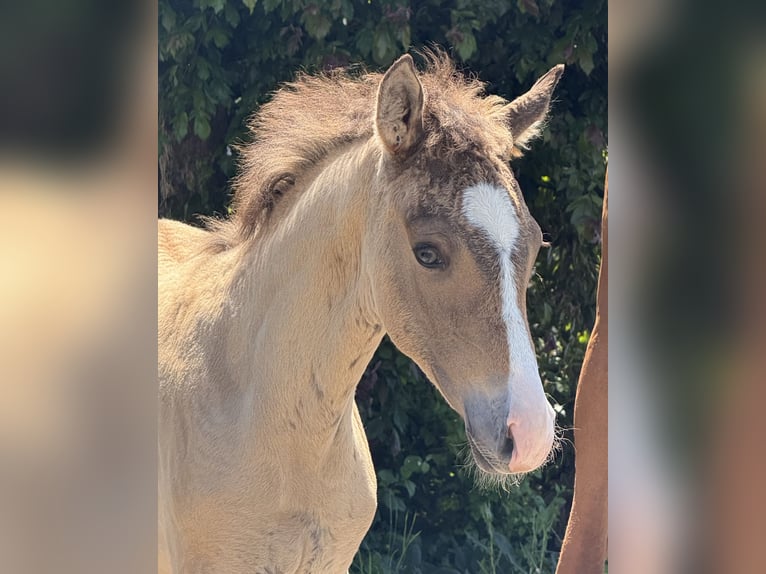 Kleines Deutsches Reitpferd Hengst Fohlen (05/2026) Buckskin in Schönthal