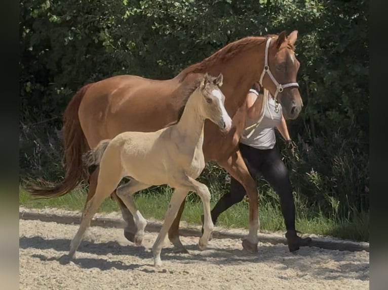 Kleines Deutsches Reitpferd Hengst Fohlen (05/2026) Buckskin in Schönthal