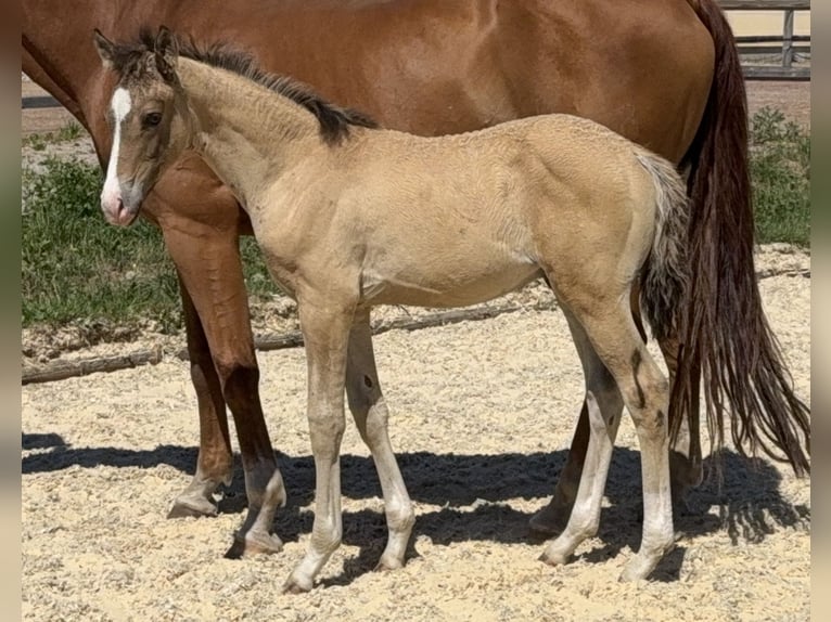 Kleines Deutsches Reitpferd Hengst Fohlen (05/2026) Buckskin in Schönthal