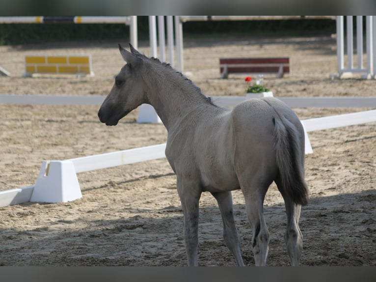 Kleines Deutsches Reitpferd Hengst Fohlen (05/2025) Falbe in Welschneudorf