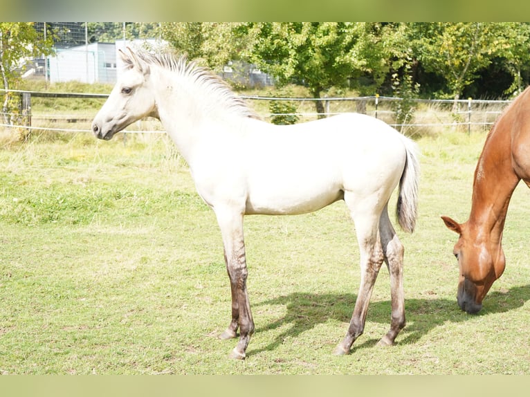 Kleines Deutsches Reitpferd Hengst Fohlen (05/2025) Falbe in Welschneudorf