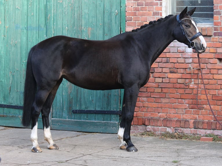 Kleines Deutsches Reitpferd Stute 10 Jahre 162 cm Dunkelbrauner in Calau (OT Kemmen)