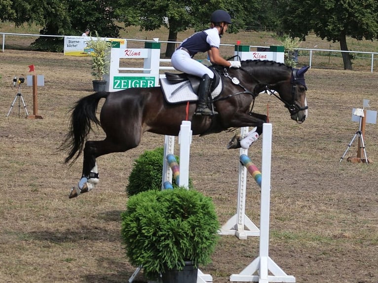 Kleines Deutsches Reitpferd Stute 10 Jahre 162 cm Dunkelbrauner in Calau (OT Kemmen)