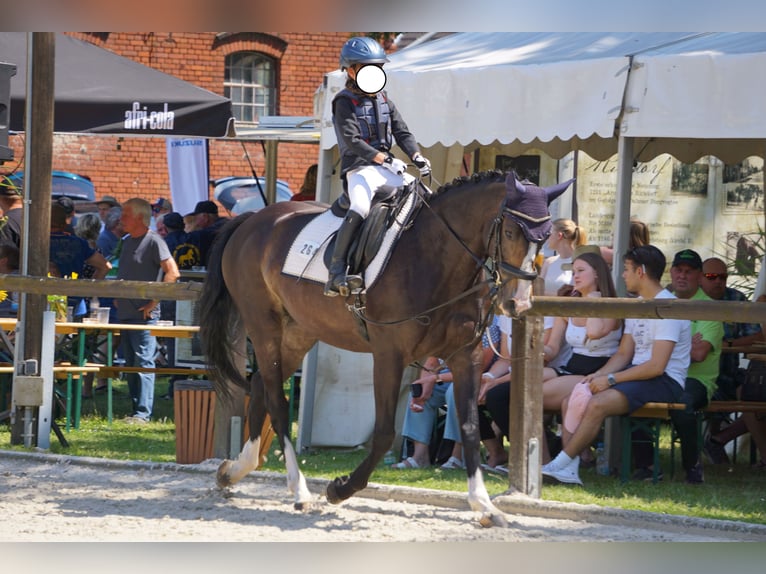Kleines Deutsches Reitpferd Stute 10 Jahre 162 cm Dunkelbrauner in Calau (OT Kemmen)