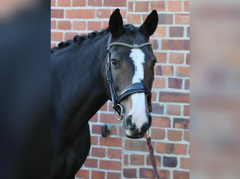 Kleines Deutsches Reitpferd Stute 10 Jahre 162 cm Dunkelbrauner in Calau (OT Kemmen)