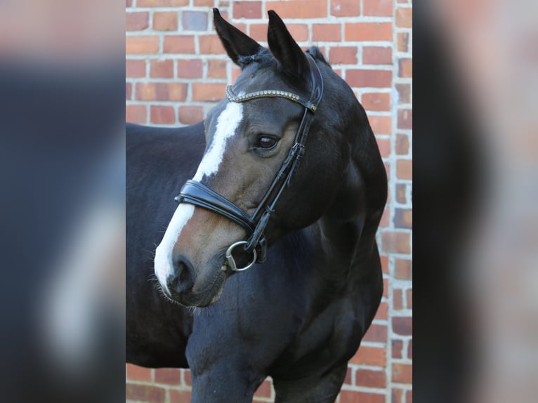 Kleines Deutsches Reitpferd Stute 10 Jahre 162 cm Dunkelbrauner in Calau (OT Kemmen)