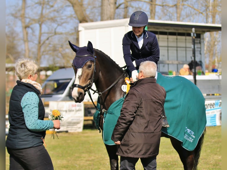 Kleines Deutsches Reitpferd Stute 10 Jahre 162 cm Dunkelbrauner in Calau (OT Kemmen)