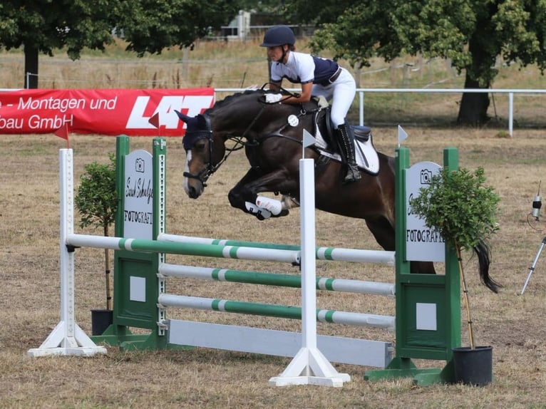 Kleines Deutsches Reitpferd Stute 10 Jahre 162 cm Dunkelbrauner in Calau (OT Kemmen)